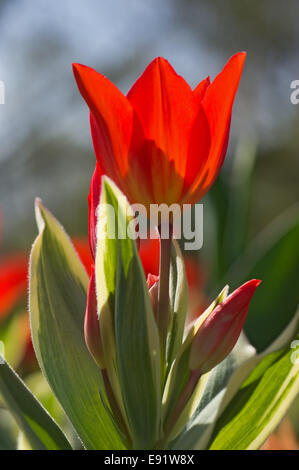 Red tulip in controluce Foto Stock