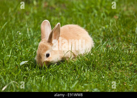 Pet (coniglio oryctolagus cuniculus) Foto Stock