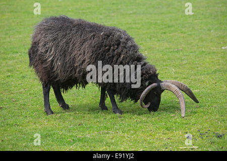 Singola nera delle Ebridi pascolo di ovini in Scozia UK Foto Stock