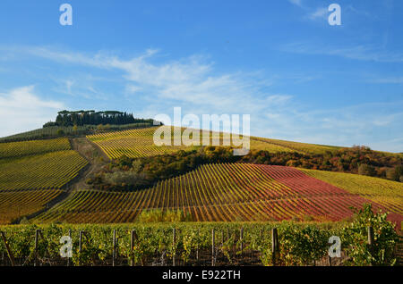 Vigneti in autunno Foto Stock