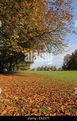 Bushy Park, SW LONDRA, REGNO UNITO. Il 17 ottobre 2014. Un bellissimo e caldo autunno mattina a Bushy Park, con la luce del sole migliorando i colori dorati degli alberi di castagno Avenue. Credito: Julia Gavin UK/Alamy Live News Foto Stock