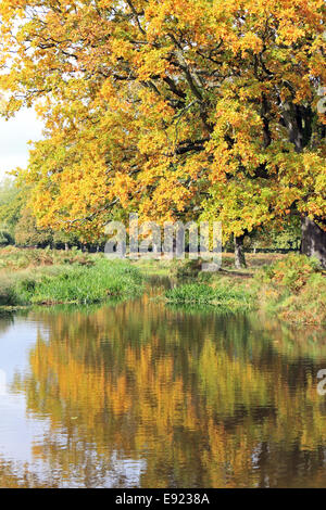 Bushy Park, SW LONDRA, REGNO UNITO. Il 17 ottobre 2014. I colori dorati di questo magnifico albero di quercia sono riflesse in Longford fiume che scorre attraverso il parco. Credito: Julia Gavin UK/Alamy Live News Foto Stock