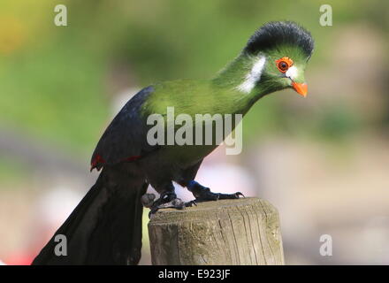 Captive bianco-cheeked's Turaco (Tauraco leucotis) durante un uccello dimostrazione presso lo zoo di avifauna, Paesi Bassi Foto Stock