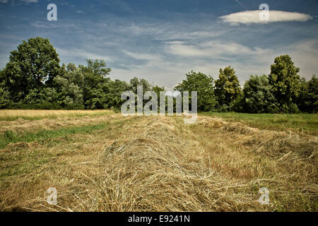 Falciare golden hay campo sotto il cielo blu Foto Stock