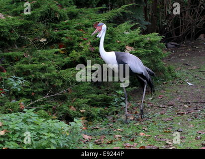 Wattled gru (Bugeranus carunculatus, anche Grus carunculata) in un ambiente naturale Foto Stock