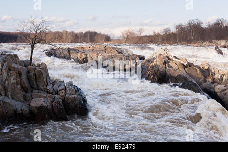 Grande cade sul Potomac fuori di Washington DC Foto Stock