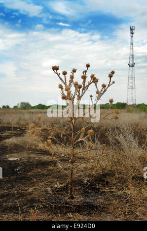 La comunicazione tra natura e tecnologia Foto Stock