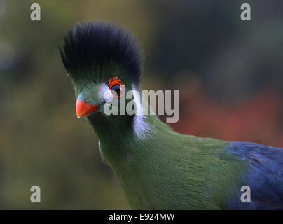 Bianco-cheeked's Turaco (Tauraco leucotis) dettagliata di close-up di testa e la parte superiore del corpo, guardando la fotocamera Foto Stock