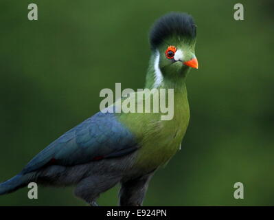 Bianco-cheeked's Turaco (Tauraco leucotis) contro uno sfondo verde Foto Stock