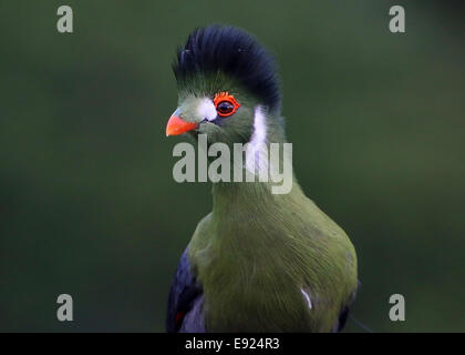 Bianco maschio-cheeked's Turaco (Tauraco leucotis) dettagliata di close-up di testa e la parte superiore del corpo Foto Stock