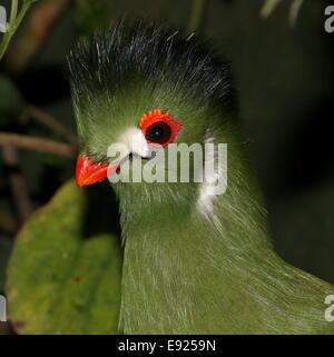 Bianco-cheeked's Turaco (Tauraco leucotis) dettagliata di close-up di testa Foto Stock