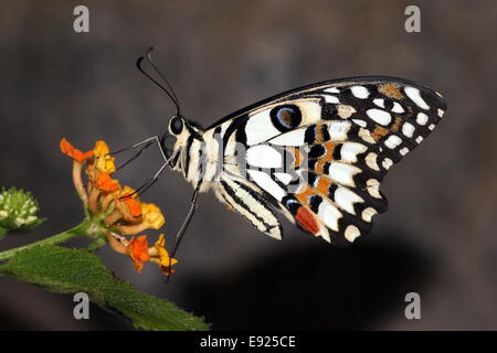 A coda di rondine a scacchi (Papilio demoleus) a.k.a. Succo di limone o lime a coda di rondine o piccole farfalle di agrumi, di alimentazione su un fiore Foto Stock