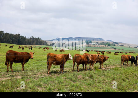 Giovani tori stand in un pascolo su un commerciale allevamento di bestiame nel KwaZulu Natal in Sud Africa. Foto Stock