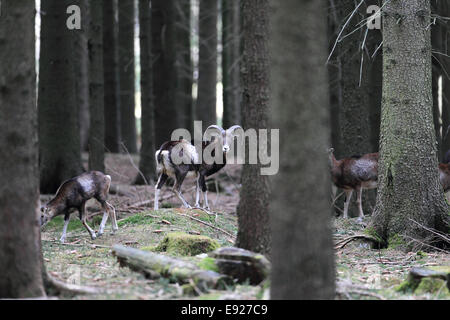 Mufflons im Wald Foto Stock