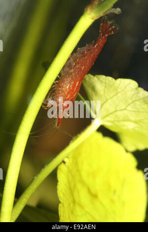 Neocaridina heteropoda var. "Rosso" Foto Stock