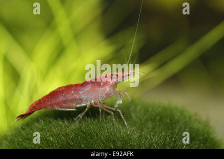 Neocaridina heteropoda var. "Rosso" Foto Stock