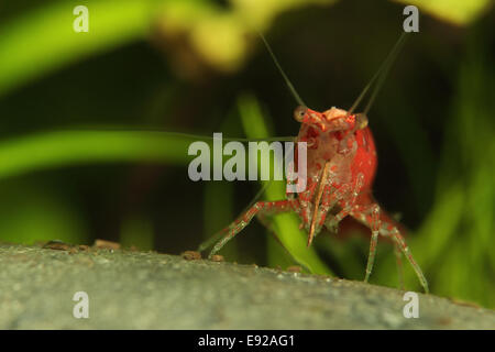 Neocaridina heteropoda var. "Rosso" Foto Stock