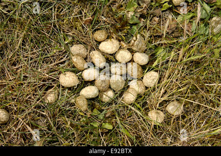 Marrone escrementi di lepre - Lepus europaeus Foto Stock