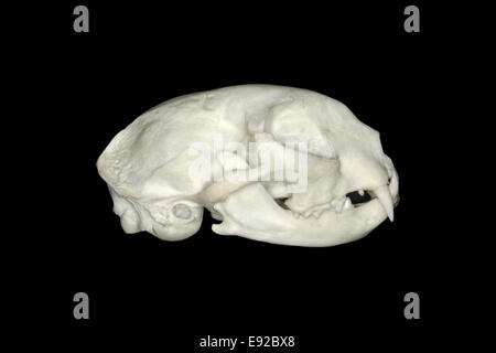 Cat cranio - Felis silvestris catus Foto Stock