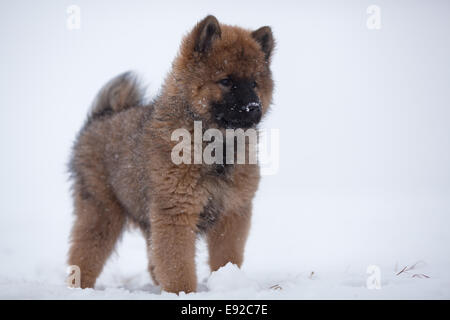 Grazioso cucciolo eurasiatica nella neve Foto Stock