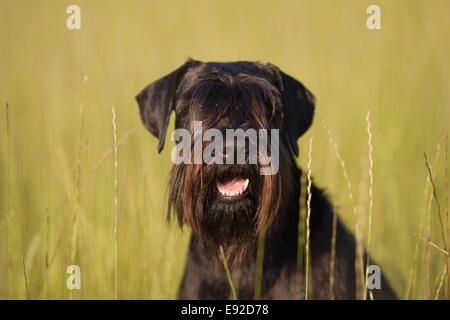 Ritratto di uno schnauzer standard Foto Stock