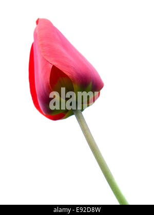 Uno rosso tulip isolati su sfondo bianco Foto Stock