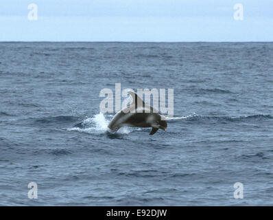 Dal becco bianco Delfino - Lagenorhynchus albirostris Delphinidae Foto Stock