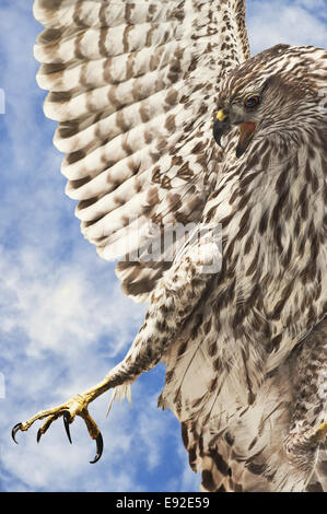 Broad-Winged Hawk Foto Stock