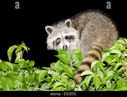 Procione di notte Foto Stock