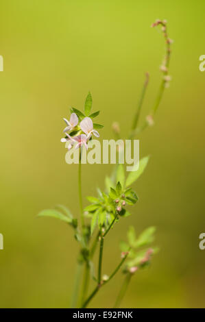 Bird's-piede (Ornithopus perpusillus) Foto Stock