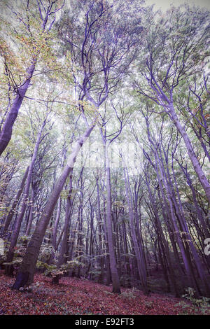 Retrò immagine filtrata di una foresta. Foto Stock