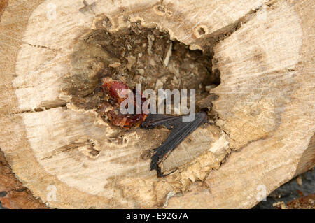 Daubenton Bat ucciso da una motosega - Myotis daubentonii Foto Stock