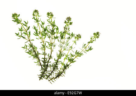 Timo - Thymus vulgaris Foto Stock