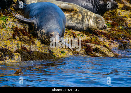 Un adulto grande Grigio Grigio guarnizione (Halichoerus grypus) in habitat naturale rende il contatto visivo. Foto Stock