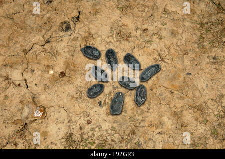 Acqua cinese Deer pollina - Hydropotes inermis Foto Stock
