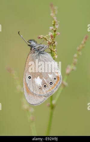 Brush-footed butterfly (Coenonympha glycerion) Foto Stock