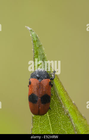 Corto-cornuto coleotteri foglia (Clytra laeviuscula) Foto Stock