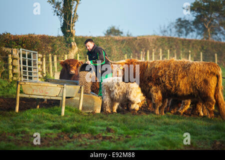 Un imprenditore agricolo alimentare Bovini Highland Foto Stock