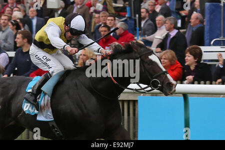 Newmarket, Regno Unito. Xvii oct, 2014. Newmarket Dubai futuri campioni al giorno. Berkshire sotto Jim Crowley vincendo il Darley picchetti (gruppo 3) Credito: Azione Sport Plus/Alamy Live News Foto Stock