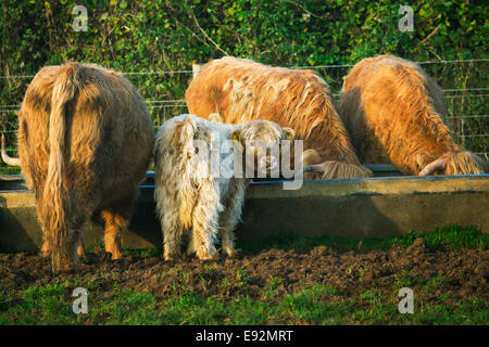 Highland bovini da carne alimentare da una mangiatoia Foto Stock