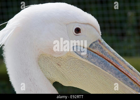 Americano bianco Pelican close up Foto Stock