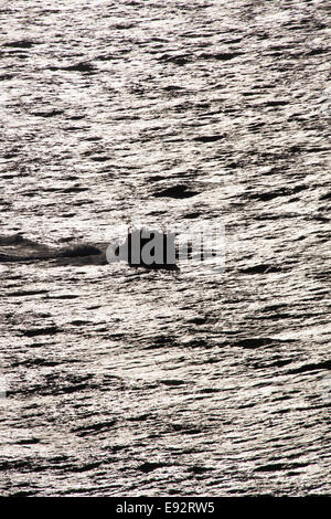 Il Galles sentiero costiero nel Galles del Nord. Il pittoresco stagliano vista della classe Tamar RNLI scialuppa di salvataggio (RNLI 16-27). Foto Stock