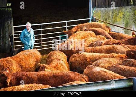 Un agricoltore guarda oltre il suo premio South Devon bovini da carne Foto Stock