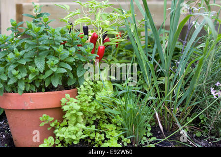 Giardino di erbe aromatiche con il peperoncino e un impianto pot Foto Stock