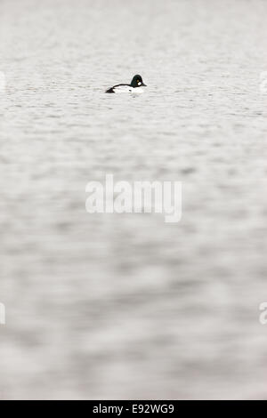 Bucephala clangula, comune Goldeneye. La foto è stata scattata nel Golfo di Kandalaksha del Mare Bianco. La Russia e la regione di Murmansk. L'ISL Foto Stock