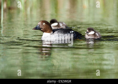 Bucephala clangula, comune Goldeneye. La foto è stata scattata nel Golfo di Kandalaksha del Mare Bianco. La Russia e la regione di Murmansk. L'ISL Foto Stock