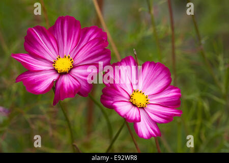 Cosmos bipinnatus fiori. Foto Stock