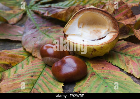 Aesculus hippocastanum. Due ippocastani sulle foglie. Foto Stock