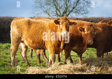 Un mazzetto di South Devon giovenche mangiare fieno in inverno Foto Stock