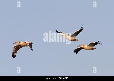 Grande pellicani (Pelecanus onocrotalus ) volare in formazione sopra il cielo Foto Stock